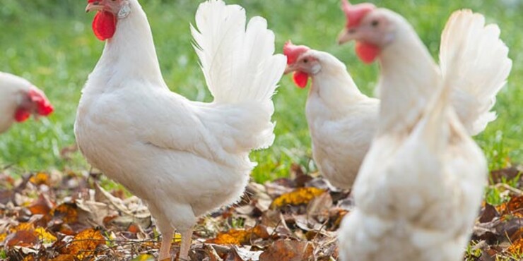 Kanibalismus bei Hühnern